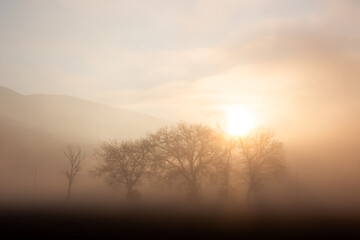 Fototapeta na wymiar Group of trees in the middle of fog at dawn