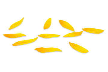 side view of sunflower petals on a white background