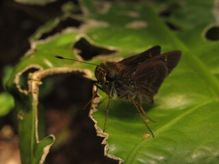 Photography moth butterfly on a leaf