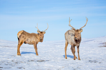 Deer in the snow in the natural streak of the nature reserve in the mountains. The symbol of the New Year and Christmas of the team of Santa Claus, the leader of the pack of the leader of the reindeer