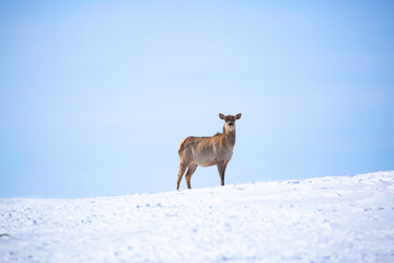 Deer in the snow in the natural streak of the nature reserve in the mountains. The symbol of the New Year and Christmas of the team of Santa Claus, the leader of the pack of the leader of the reindeer