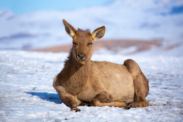 Deer in the snow in the natural streak of the nature reserve in the mountains. The symbol of the New Year and Christmas of the team of Santa Claus, the leader of the pack of the leader of the reindeer