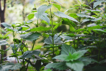 Stinging Nettles