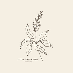 Hand drawn vitex branch illustration