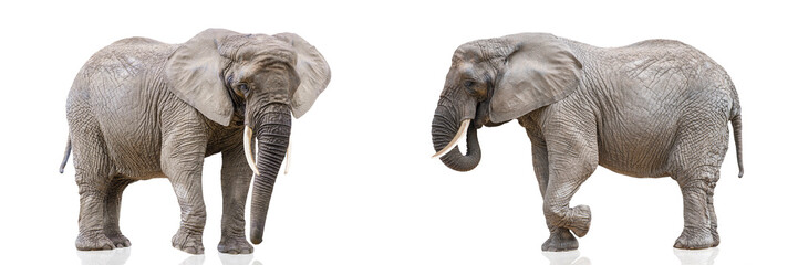 Isolation on white of two walking elephants. African elephants isolated on a white uniform...