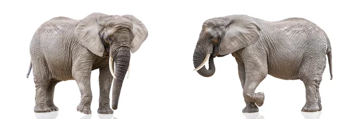 Fotobehang Isolatie op wit van twee lopende olifanten. Afrikaanse olifanten geïsoleerd op een witte uniforme achtergrond. Foto van olifanten close-up, zijaanzicht. © SERSOLL