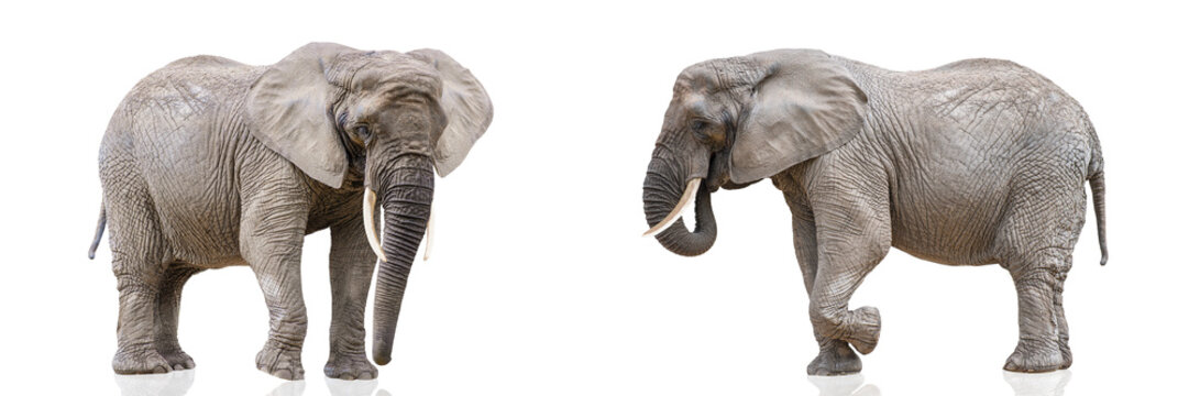 Isolation on white of two walking elephants. African elephants isolated on a white uniform background. Photo of elephants close-up, side view.