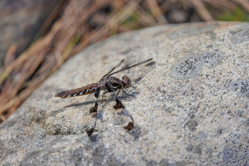 Common Whitetail perched on rock, female
