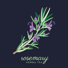 Rosemary tea herb with blossoms. Original, hand-drawn illustrations. Ideal for packaging, SPA, baby products, tea, healthcare, etc. Flower Rosemary, Rosemarinus. Summer herb.