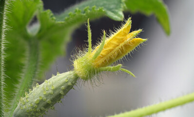 Flowering cucumber plant with an ovary on a natural blurred background. Selective focus.
