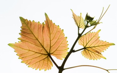 The texture of a young grape vine on a white background. Selective focus.