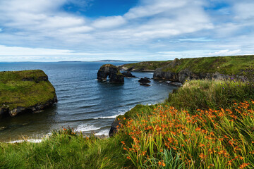 Obraz premium view of the cliffs and wild shoreline at Ballybunion in County Kerry with colorful summer wildflowers