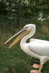 pelican on the grass in the zoo