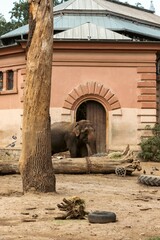 Fototapeta premium Elephant isolated in the zoo habitat