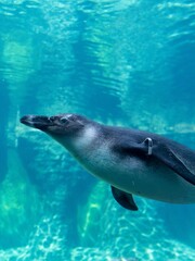 Obraz na płótnie Canvas dolphin swimming in the water in zoo aquarium