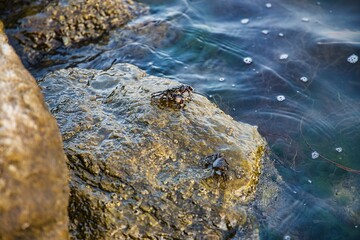 Krabbe auf einem Stein im Meer , Griechenland 