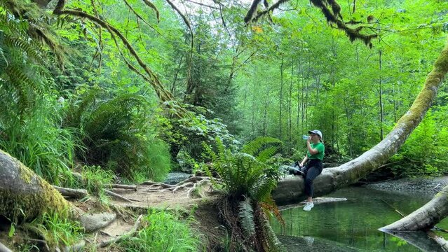 MacMillan Provincial Park Seven Wonders of Canada Vancouver island ancient Douglas fir Cathedral Grove old growth Douglas fir forest British Columbia cathedral grove huge thousand year old trees moss