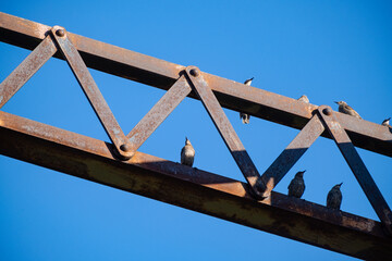 steel bridge construction with birds against a blue sky