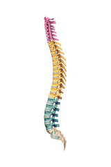 Lateral or profile view of accurate human spine bones with cervical, thoracic and lumbar vertebrae in color isolated on white background 3D rendering illustration. Anatomy, osteology concept.