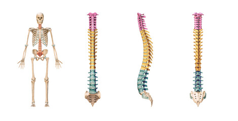 Accurate spine or spinal column bones with lumbar, thoracic and cervical vertebrae in color isolated on white background 3D rendering illustration. Anterior, lateral and posterior views - obrazy, fototapety, plakaty