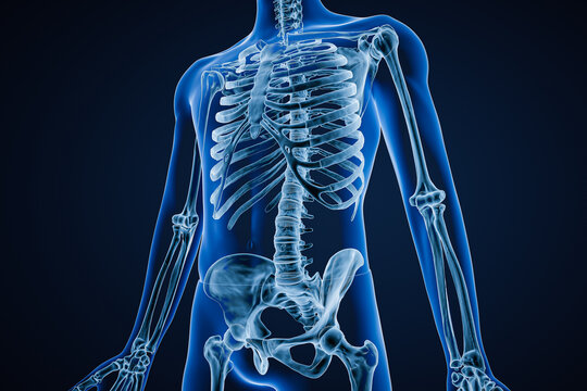 Anterior or front view of xray image of accurate human skeletal system or skeleton with adult male body contours on blue background 3D rendering illustration. Anatomy, osteology concept.