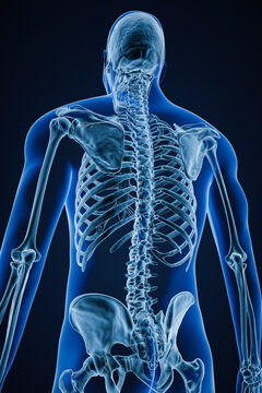 Xray image of low angle posterior or back view of accurate human skeletal system or skeleton with male body contours on blue background 3D rendering illustration. Anatomy, osteology concept.