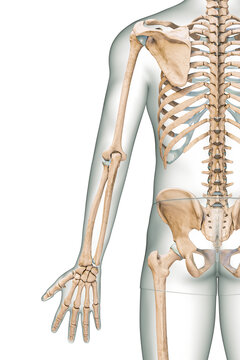 Accurate posterior or rear view of the arm or upper limb bones of the human skeletal system with male body contours isolated on white background 3D rendering illustration. Anatomy, osteology concept.