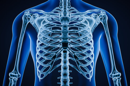 Anterior or front view of accurate human rib cage close-up with adult male body contours on blue background 3D rendering illustration. Anatomy, science, medical, osteology concept.