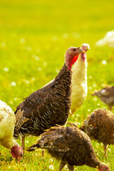 Turkeys walk on the grass in a green meadow in a pasture. Animal husbandry and agriculture in the mountains.