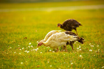 Turkeys walk on the grass in a green meadow in a pasture. Animal husbandry and agriculture in the mountains.