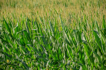 rows green corn in a field