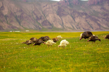 Turkeys walk on the grass in a green meadow in a pasture. Animal husbandry and agriculture in the mountains.
