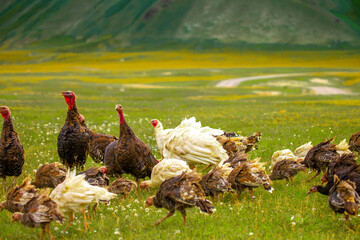 Turkeys walk on the grass in a green meadow in a pasture. Animal husbandry and agriculture in the mountains.