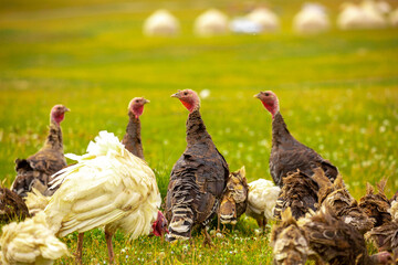Turkeys walk on the grass in a green meadow in a pasture. Animal husbandry and agriculture in the mountains.