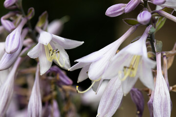 delicate white and purple flowers © skypictom