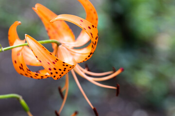 orange flower with spots © skypictom