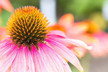 flower with purple petals © skypictom