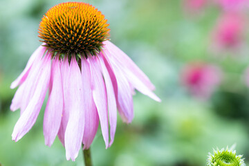 flower with purple petals facing down © skypictom