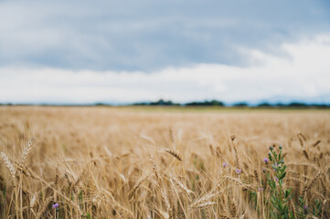Beautiful golden wheat field growing under a cloudy summer sky