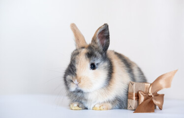 Lovely bunny baby black rabbit sitting by beautiful gift box. Funny adorable rabbit on background. Funny relaxing cute fluffy playful rabbit.