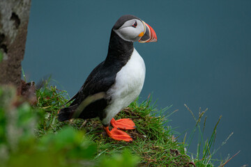 Atlantic Puffin