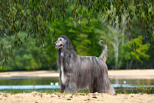 can a afghan hound live in qatar