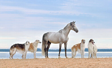 Beautiful russian borzoi dogs with gray horse
