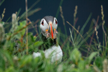 Atlantic Puffin