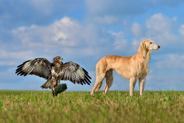 Hunting with borzoi dog and hawk
