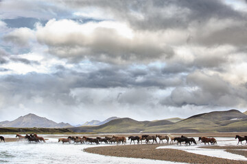 konie islandzkie w interiorze w górach nad rzeką - 524341906