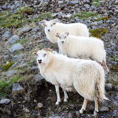 Obraz na płótnie Canvas owce i barany na Islandii