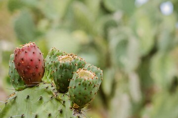 Opuntia Nopales and cactus in mexico to background or wallpaper