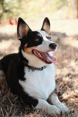A cute corgi sits and smiles