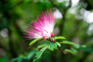 Natureza, meio ambiente, flores e insetos.